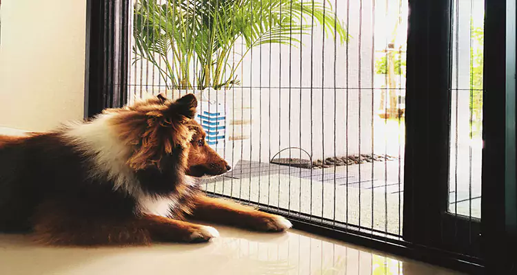 Sliding Screen Pet Door Repair in Daytona Beach, FL