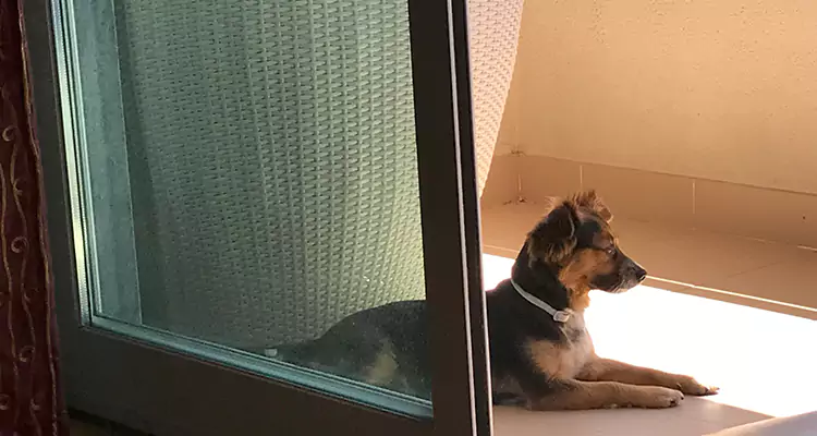 French Door Pet Screen Repair in Daytona Beach, FL